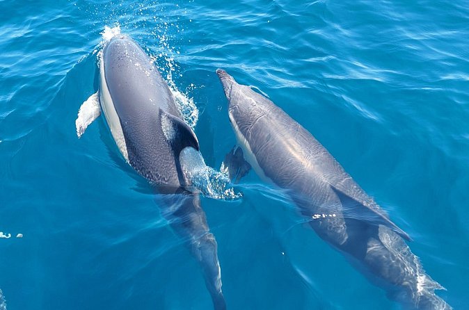 Dolphin Watching in Sesimbra - What the Crew Teaches (and Why You’ll Care)