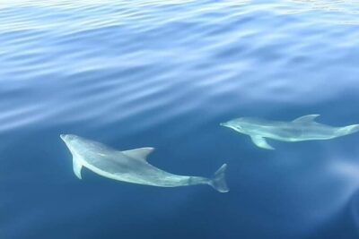 Dolphin Watching in Sesimbra - Where You Start: Porto Abrigo Meeting Point and Easy Arrival