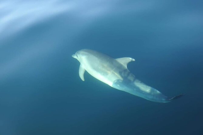 Dolphin Watching in Sesimbra - When Weather Turns: Foggy Caves, Chilly Deck Time, and No Splashes