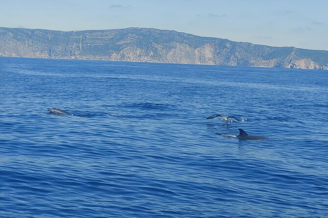 Dolphin Watching in Sesimbra - Sesimbra Sea Views You’ll Get Beyond the Dolphins