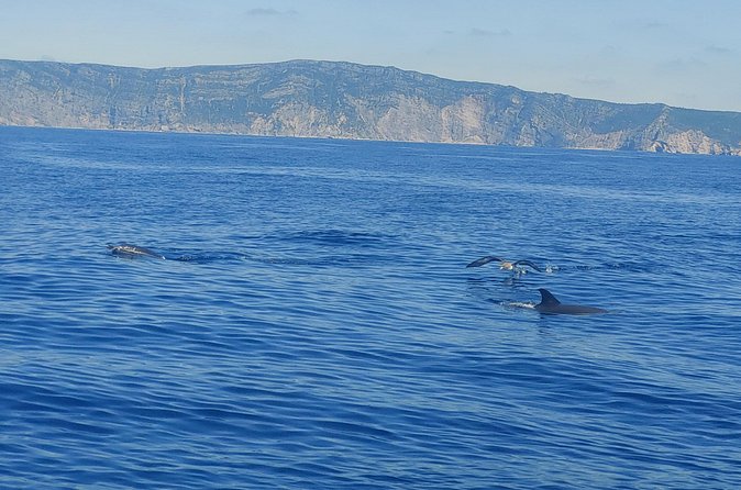 Dolphin Watching in Sesimbra - Value for About $59.91: What You’re Really Paying For