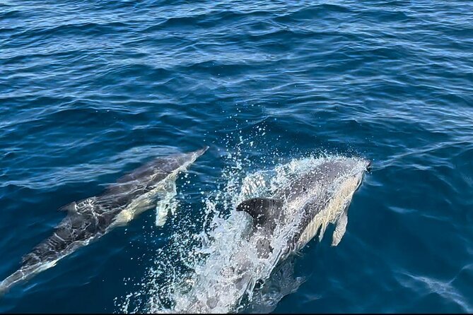 Dolphin Watching in Sesimbra - Who This Dolphin Tour Works Best For