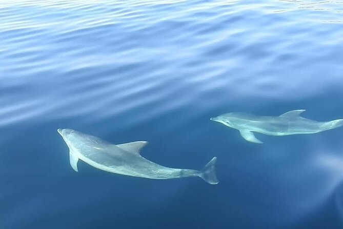 Dolphin Watching in Sesimbra - Where You Start: Porto Abrigo Meeting Point and Easy Arrival