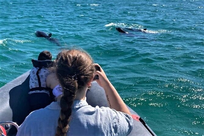 Dolphin watching in Setúbal - Dolphin Watching on the Sado: Why This Route Makes Sense