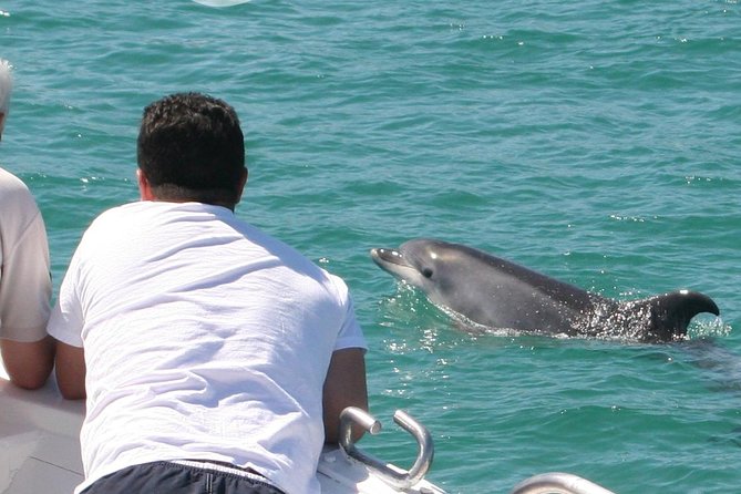 Dolphin Watching in the Wild - Half Day - Quick hits before you go