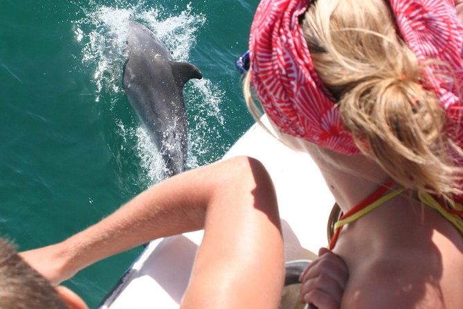 Dolphin Watching in the Wild - Half Day - Arrábida Natural Park: viewpoints you can actually enjoy