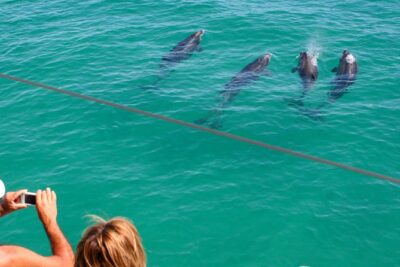 Dolphin Watching in the Wild - Half Day - Vineyard wine tasting in the Setúbal area