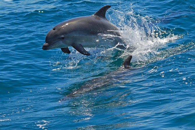 Dolphin Watching in the Wild - Half Day - Two hours on the water: spotting wild bottlenose dolphins