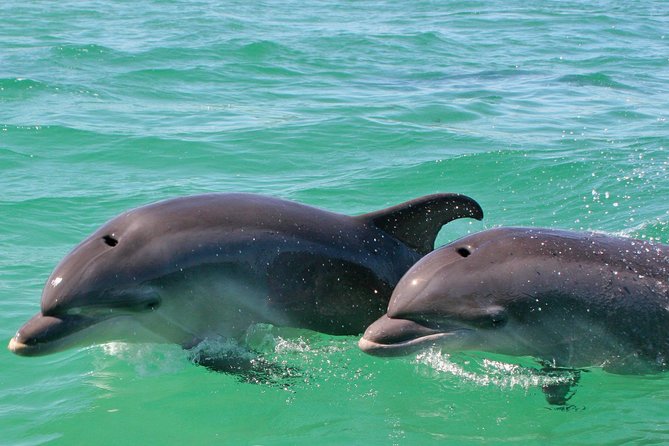 Dolphin Watching in the Wild - Half Day - The human touch: guide support and real translation help