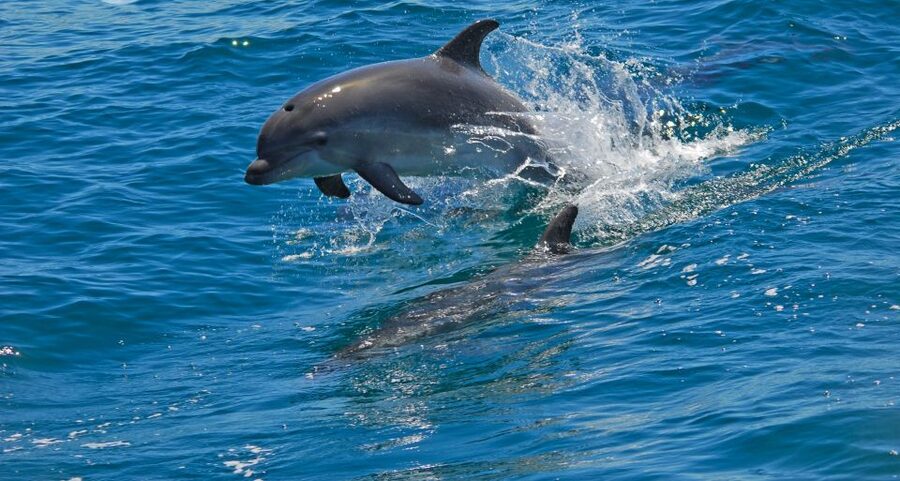Dolphin Watching in the Wild - Half Day Private Tour - Key things to know before you go