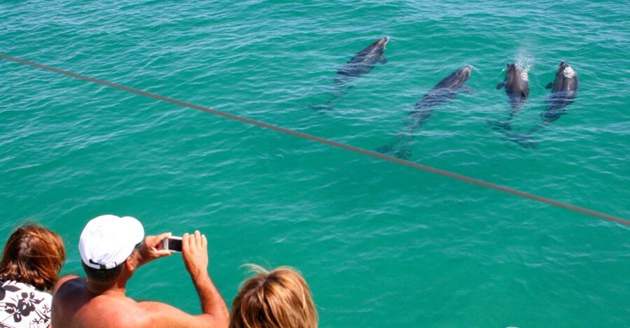 Dolphin Watching in the Wild - Half Day Private Tour - The about-2-hour shared boat ride in the Sado Estuary