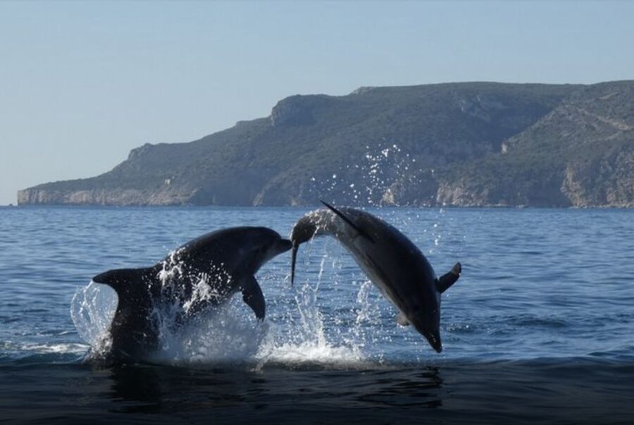 Dolphin Watching in the Wild - Half Day Private Tour - Timing and comfort: a half-day that stays manageable