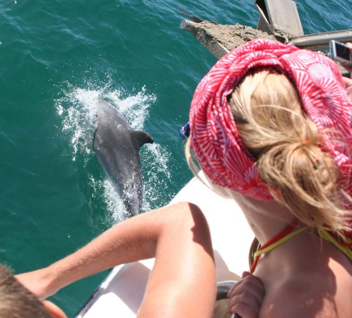 Dolphin Watching in the Wild - Half Day Private Tour - Who this tour suits best