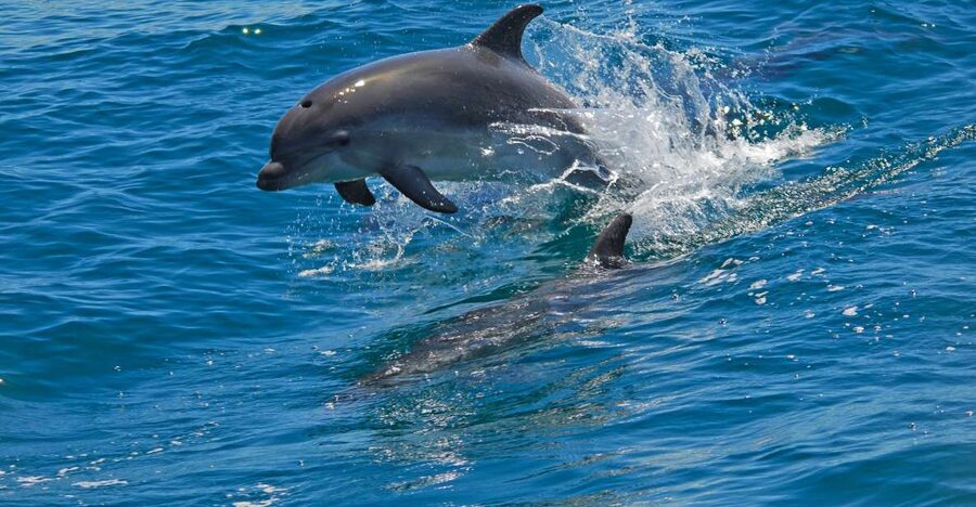 Dolphin Watching in the Wild - Half Day Private Tour - Should you book this Lisbon dolphin watching tour?