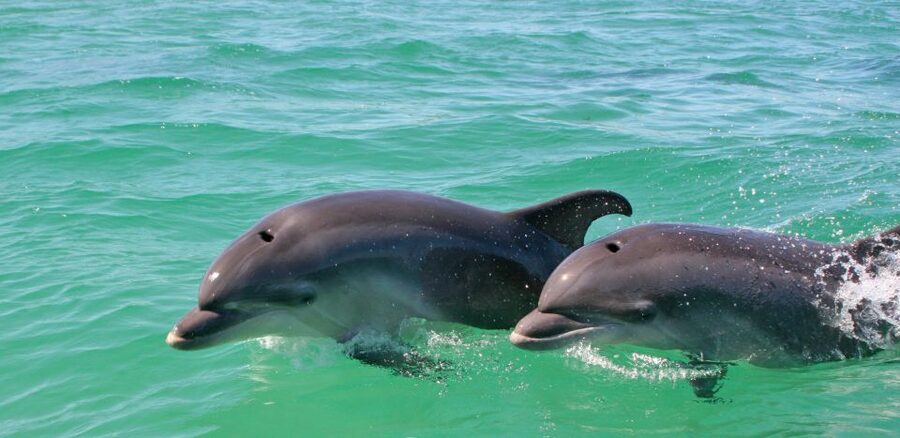 Dolphin Watching in the Wild - Half Day Private Tour - FAQ