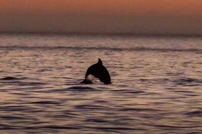 Dolphin Watching Nature Cruise and Eco Tour from Hubbard's Marina in John's Pass - Hubbard’s Marina departure: the easy start in Madeira Beach