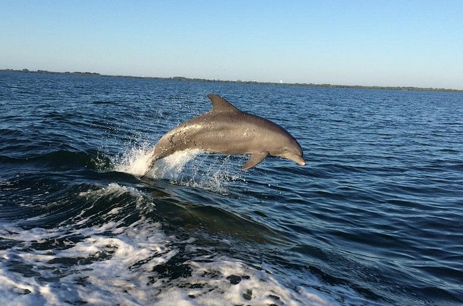 Dolphin Watching Nature Cruise and Eco Tour from Hubbard's Marina in John's Pass - Wildlife odds: dolphins, manatees, birds, and surprise sightings