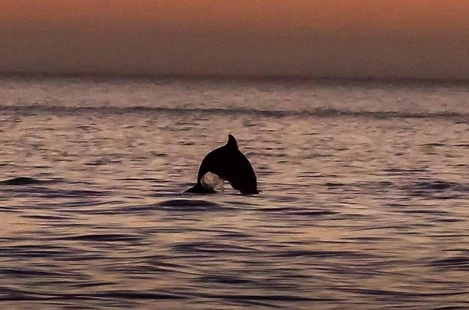 Dolphin Watching Nature Cruise and Eco Tour from Hubbard's Marina in John's Pass - Wind, comfort, and timing: how to make the ride feel easy
