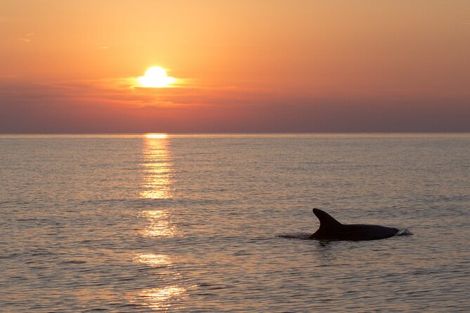 DOLPHIN WATCHING | Pula Boat - Dolphin Watching on a Small Boat from Pula: Key Points at a Glance
