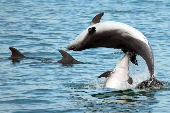 DOLPHIN WATCHING | Pula Boat - Getting Oriented: Where You Board and What the 3 Hours Feels Like