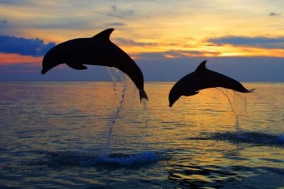 DOLPHIN WATCHING | Pula Boat - What Included Drinks and Snacks Really Mean for Value