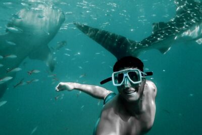 Dolphin Watching & Snorkeling - How Dolphin Watching Really Feels When the Captain is Focused