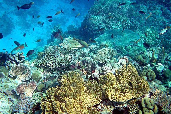Dolphin Watching & Snorkeling - Who This Tour Fits Best (and Who Might Want More Time)