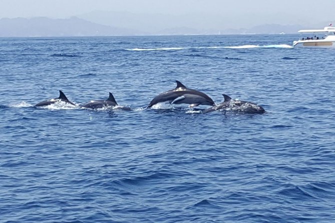 Dolphin Watching & Snorkeling - A Word on Weather, Timing, and What to Plan For