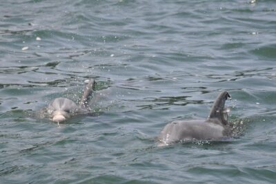 Dolphin-Watching Speedboat Cruise in Destin Harbor - Why the 14-person shaded jet boat feels better than big tours