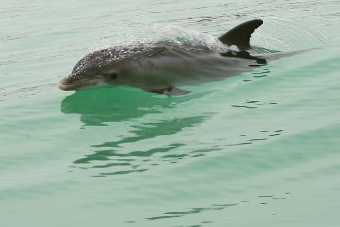 Dolphin-Watching Speedboat Cruise in Destin Harbor - Quick planning tips that make the ride better