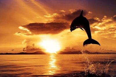 Dolphin Watching & Sunset Boat Tour With Dinner and Drinks - The Route Starts in Pula Bay: Forts, Navy History, and Sea-Air Views