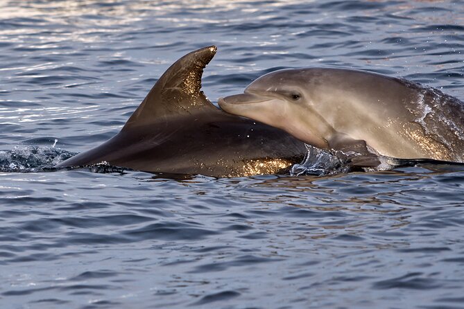 Dolphin Watching Sunset Boat Trip in Pula with Dinner - Price and value: does $60.47 feel fair?