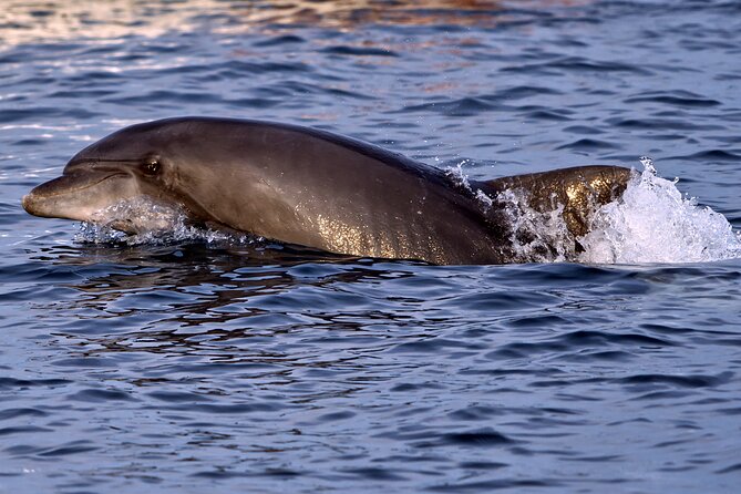 Dolphin Watching Sunset Boat Trip in Pula with Dinner - The boat, the crew, and your odds of actually seeing dolphins