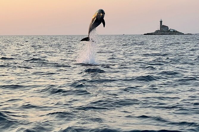 Dolphin Watching Sunset Speedboat Tour with Drinks in Rovinj - Key things I’d circle before you go