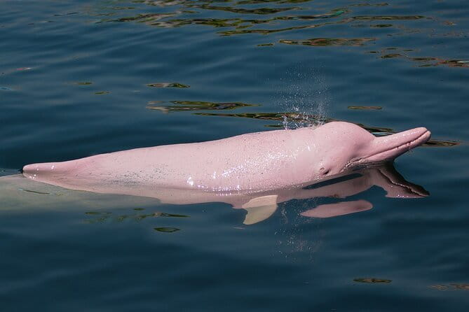 Dolphin Watching Tan and Pig Island Tour from Koh Samui - Key Things That Make This Tour Work