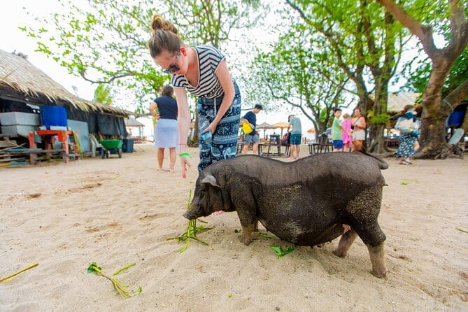 Dolphin Watching Tan and Pig Island Tour from Koh Samui - Getting There: The 8:00am Start and the Surat Thani Ferry-Hop Reality