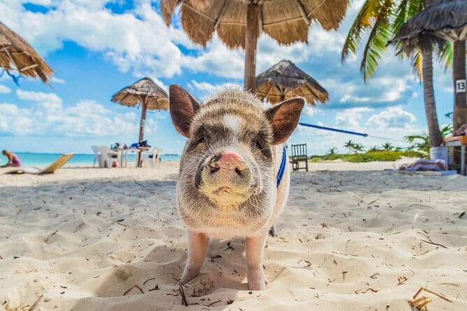 Dolphin Watching Tan and Pig Island Tour from Koh Samui - Tan Island Snorkeling: A Tight 1-Hour Window With Gear Included