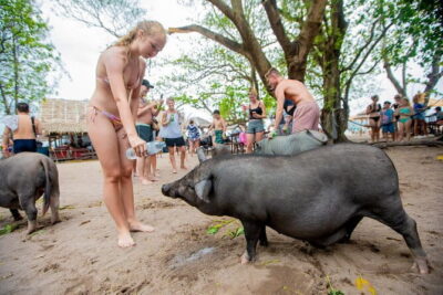 Dolphin Watching Tan and Pig Island Tour from Koh Samui - Dolphin Watching From Koh Samui: What You Can Expect and What You Can’t