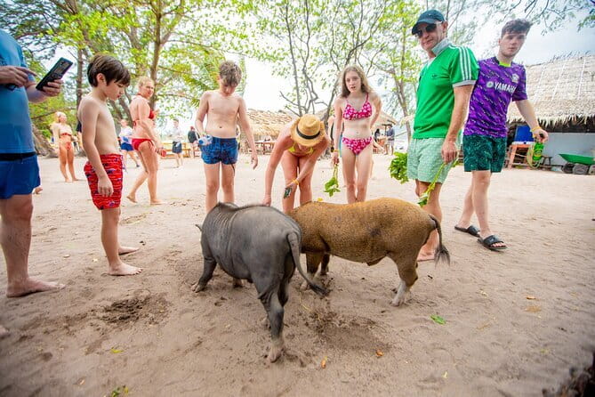 Dolphin Watching Tan and Pig Island Tour from Koh Samui - Lunch, Fruit, and Drinks: Why the Food Setup Adds Real Value