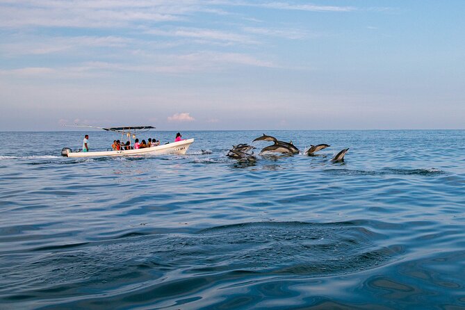 Dolphin Watching Tour - Getting to Eco Adventures: Pickup Radius and Real Cost