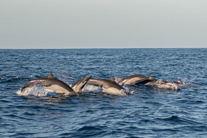 Dolphin Watching Tour - What You Can See: Dolphins, Turtles, Mobula Rays, Flying Fish, and Possible Whales