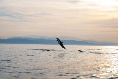 Dolphin Watching Tour - The 2-Hour Speed-Boat Plan: Fast Access, Real Sea Mammals