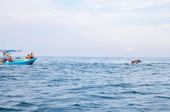 Dolphin Watching Tour - Swimming and Snorkeling With Dolphins: What to Expect When It Happens