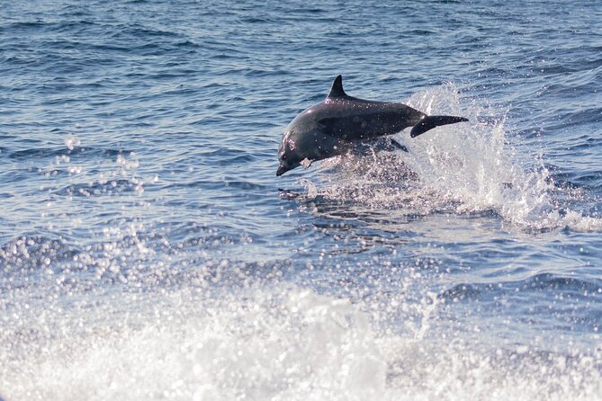 Dolphin Watching Tour - Boat Comfort and Safety: Shade, Life Vests, and Choppy Water