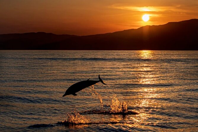 Dolphin Watching Tour – 85% Chance – Drinks & Dinner Included - Key things that make this tour worth a look