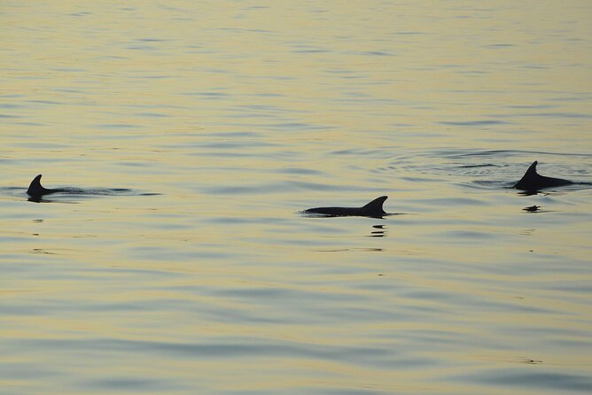 Dolphin Watching Tour – 85% Chance – Drinks & Dinner Included - Where You Start: Medulin’s 5:30 pm Sunset Timing