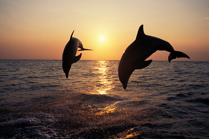 Dolphin Watching Tour – 85% Chance – Drinks & Dinner Included - Porer Lighthouse and RT Kamenjak: The Scenic Core of the Trip