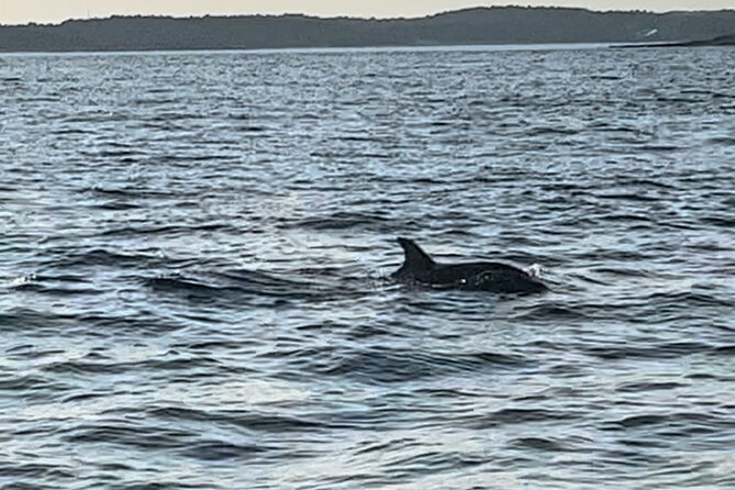 Dolphin Watching Tour – 85% Chance – Drinks & Dinner Included - Cape Kamenjak Stop: Your Photo Window Matters