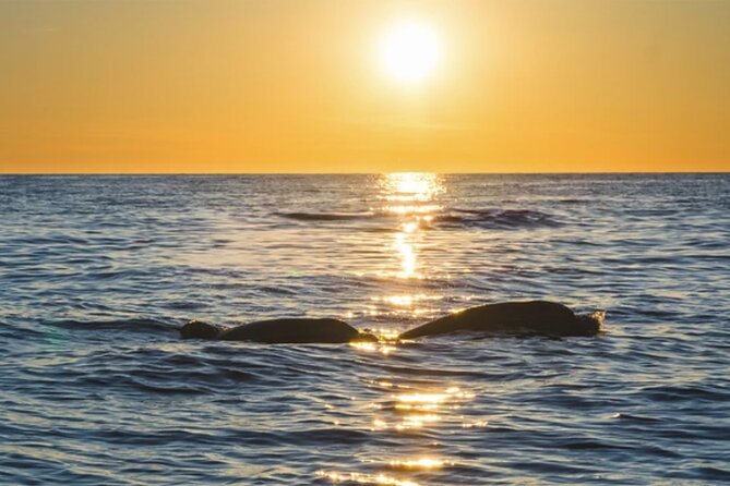 Dolphin Watching Tour – 85% Chance – Drinks & Dinner Included - Dolphin Watching: How the 50-50 Chance Actually Plays Out