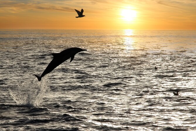 Dolphin Watching Tour – 85% Chance – Drinks & Dinner Included - Dinner On Board: Simple, Included, and Not Everyone’s Definition of Great